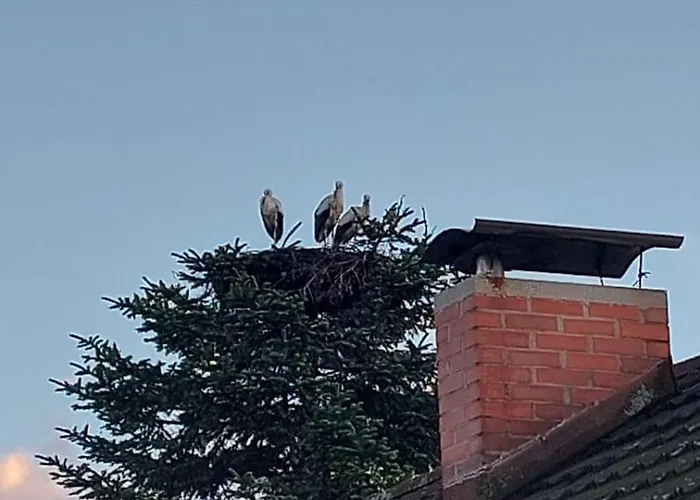 Old Pear דירה בלד